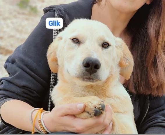 GLIK, 2 anni, Tg Media, young Mixed Breed for adoption at Dimensione Animale Bergamo