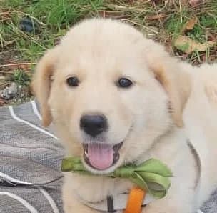 HOPE, 3 mesi, Futura Tg Media, puppy Mixed Breed for adoption at Dimensione Animale Bergamo