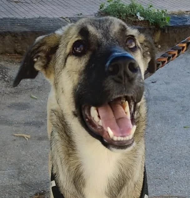 LOLA, 9 mesi, Futura Tg Media, puppy Mixed Breed for adoption at Dimensione Animale Bergamo