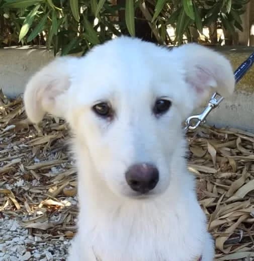 LUCE, 4 mesi, Futura Tg Media, puppy Mixed Breed for adoption at Dimensione Animale Bergamo