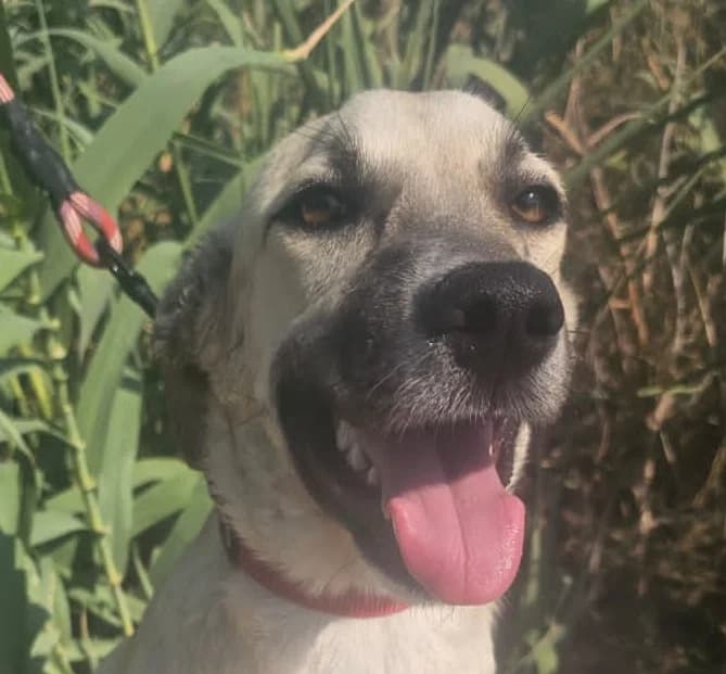 DIVA, 9 mesi, Futura Tg Media, puppy Mixed Breed for adoption at Dimensione Animale Bergamo