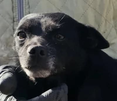 NURINA, 4 anni, Tg Piccola, 4yo Mixed Breed for adoption at Dimensione Animale Bergamo