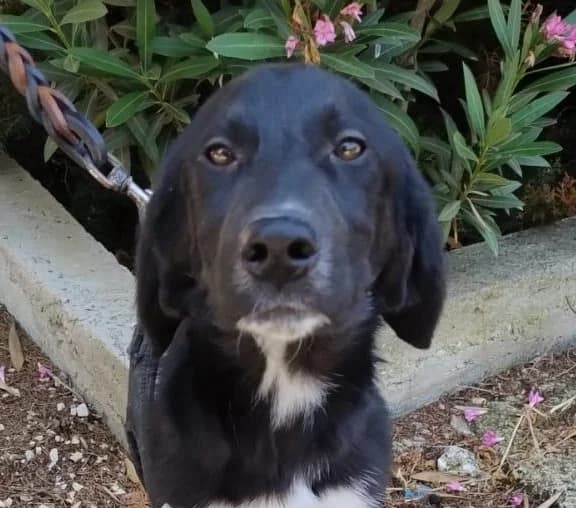 OLIVER, 9 mesi, Futura Tg Media, puppy Mixed Breed for adoption at Dimensione Animale Bergamo