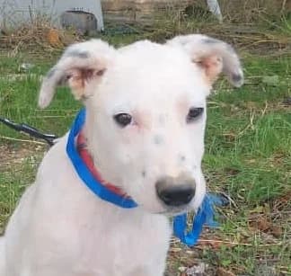 OTI, 3 mesi, Futura Tg Media, puppy Mixed Breed for adoption at Dimensione Animale Bergamo