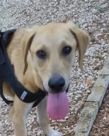 RADAMES, 9 mesi, Futura Tg Media, puppy Mixed Breed for adoption at Dimensione Animale Bergamo