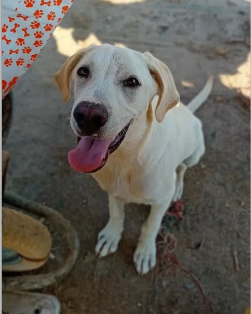 SERGIO, 8 mesi, Futura Tg Media, puppy Mixed Breed for adoption at Dimensione Animale Bergamo