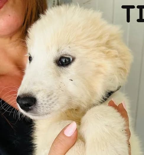 TILO, 7 mesi, Futura Tg Media, puppy Mixed Breed for adoption at Dimensione Animale Bergamo