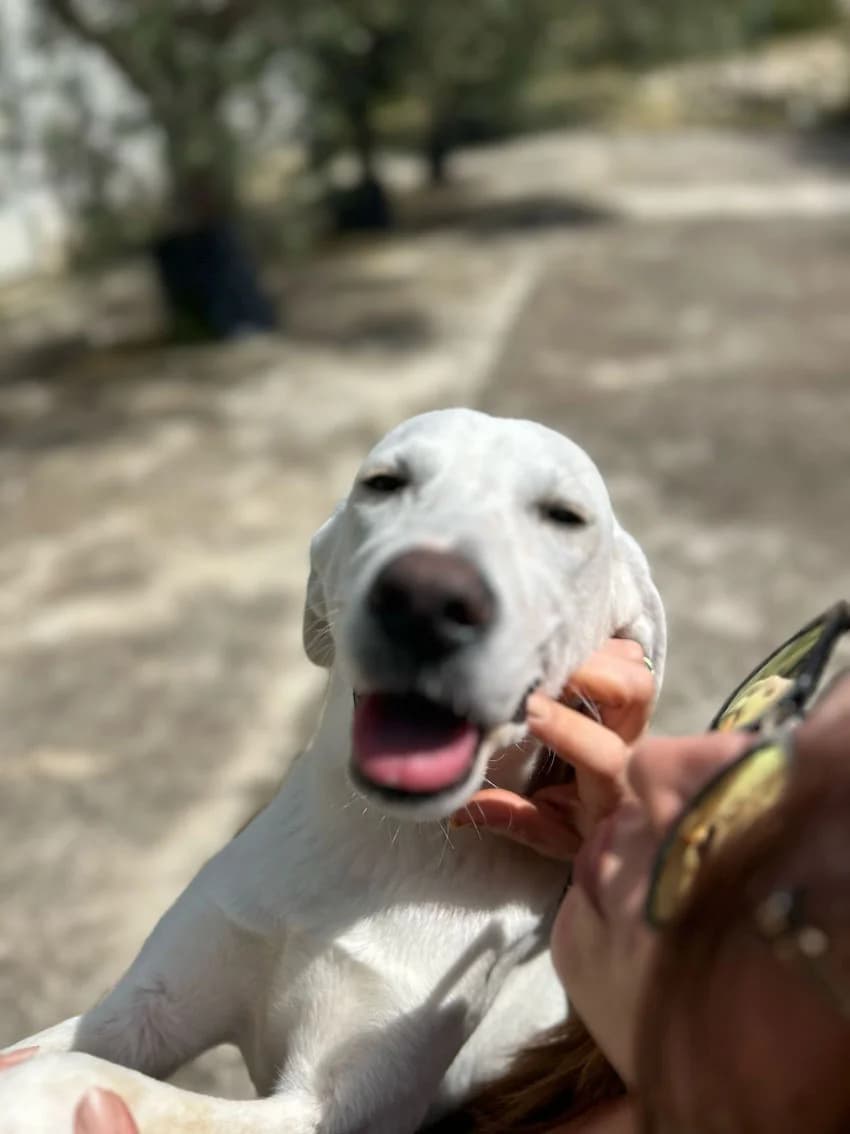 TOMMY, 10 mesi, Futura Tg Media, puppy Mixed Breed for adoption at Dimensione Animale Bergamo