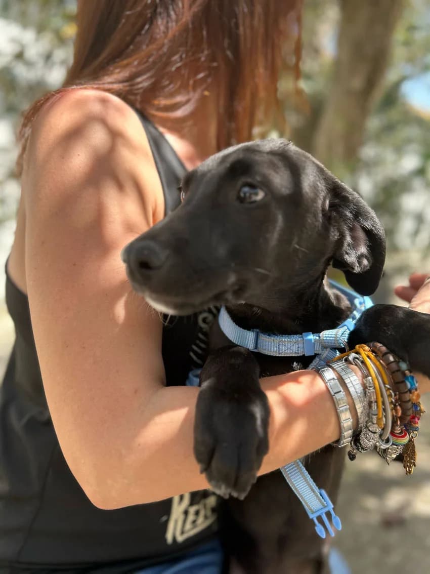 TRUNKS, 8 mesi, Futura Tg Medio contenuta, puppy Mixed Breed for adoption at Dimensione Animale Bergamo