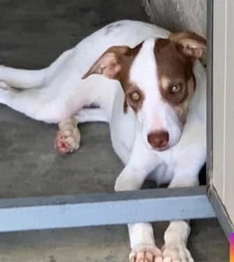 VIOLA, 11 mesi, Futura Tg Media, puppy Mixed Breed for adoption at Dimensione Animale Bergamo