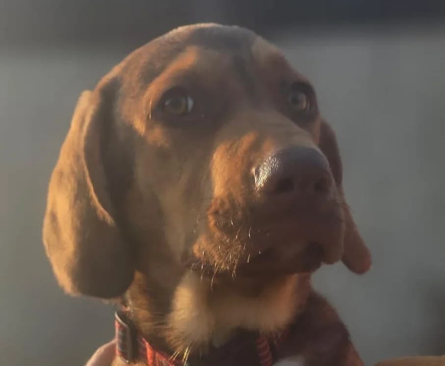 ZEUS, 4 mesi, Futura Tg Media, puppy Mixed Breed for adoption at Dimensione Animale Bergamo