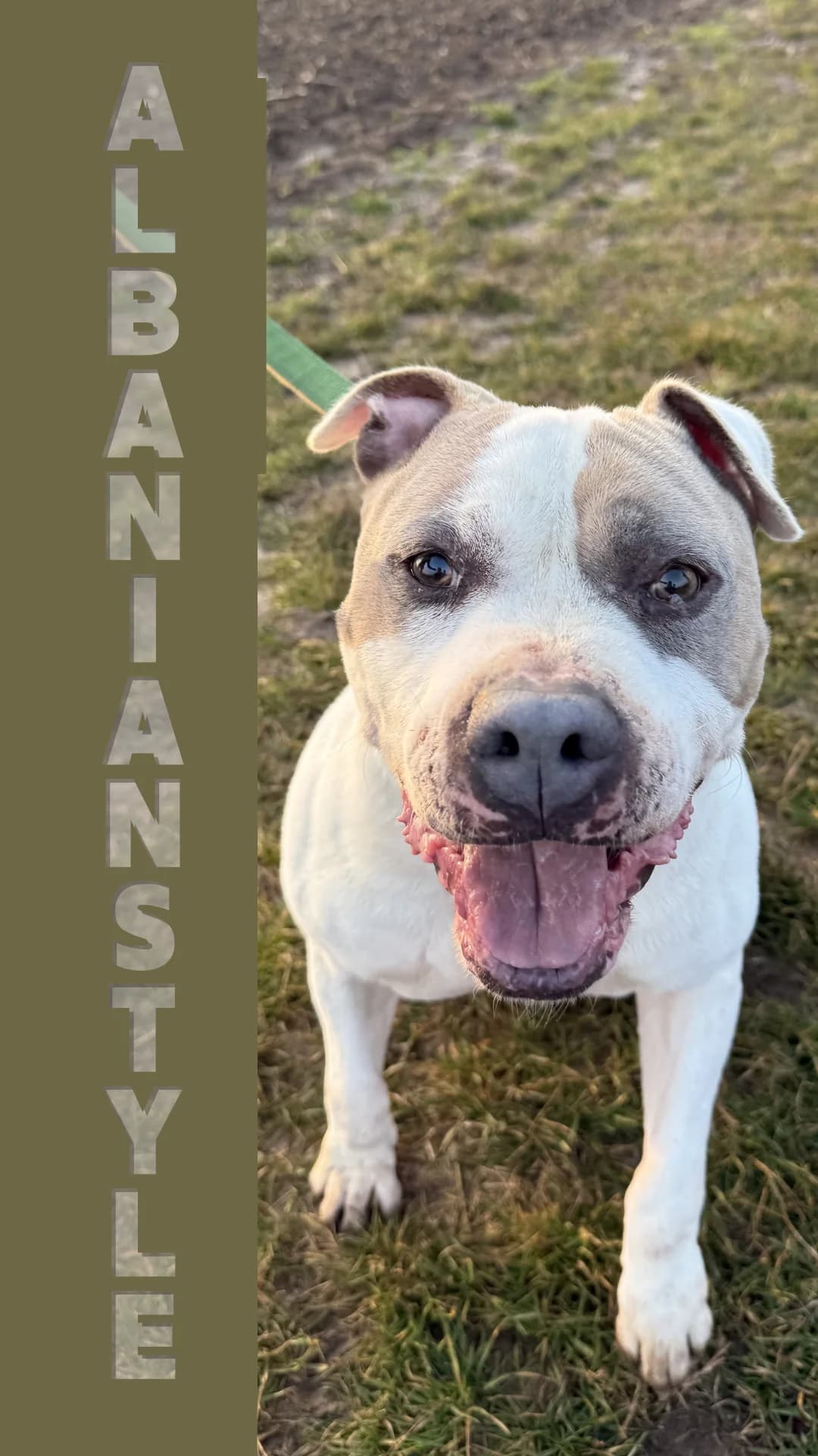 Albanianstyle, Mixed Breed for adoption at Canile di Arzignano, Arzignano