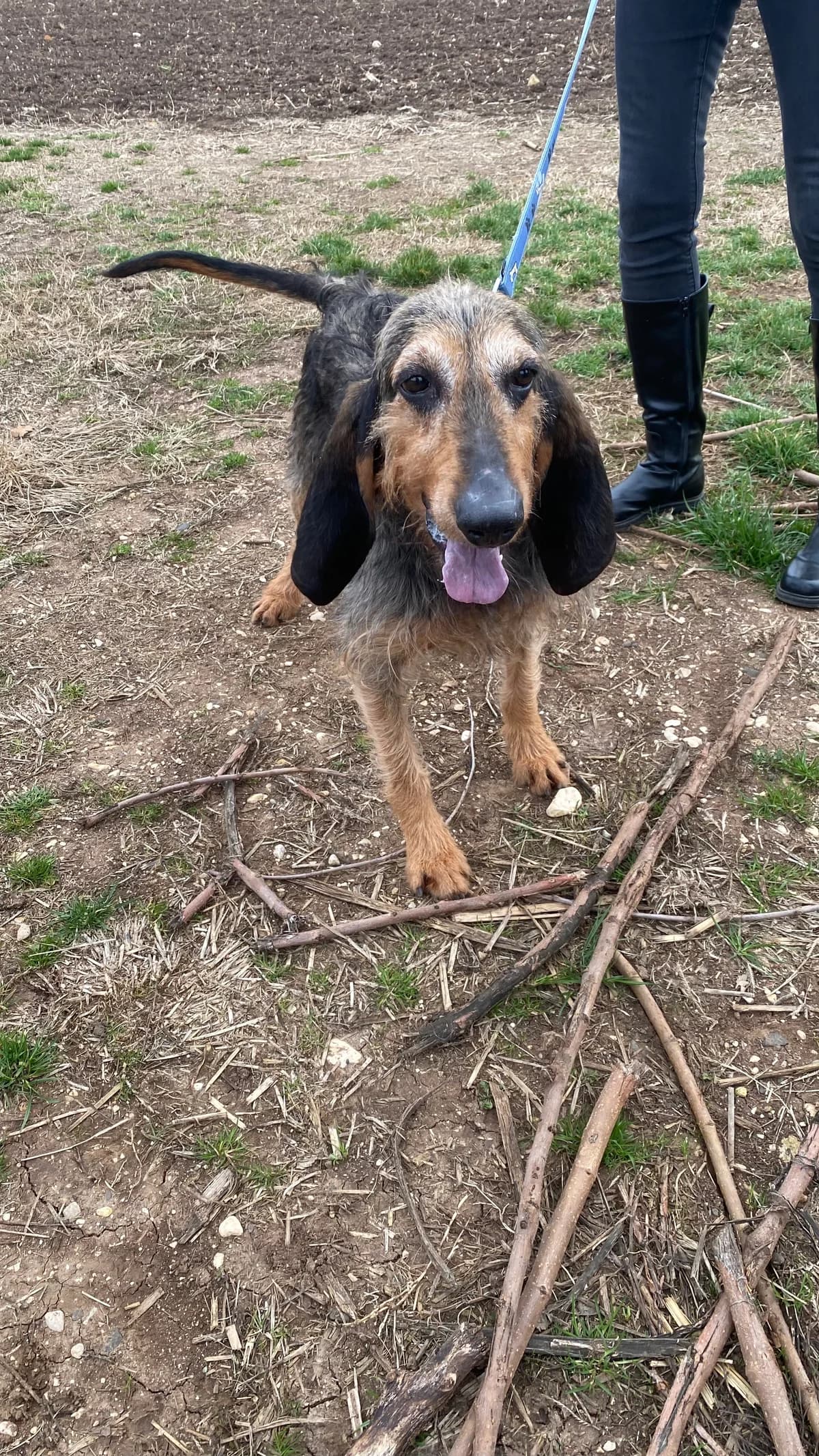 Allibito, male Mixed Breed for adoption at Canile di Arzignano, Arzignano