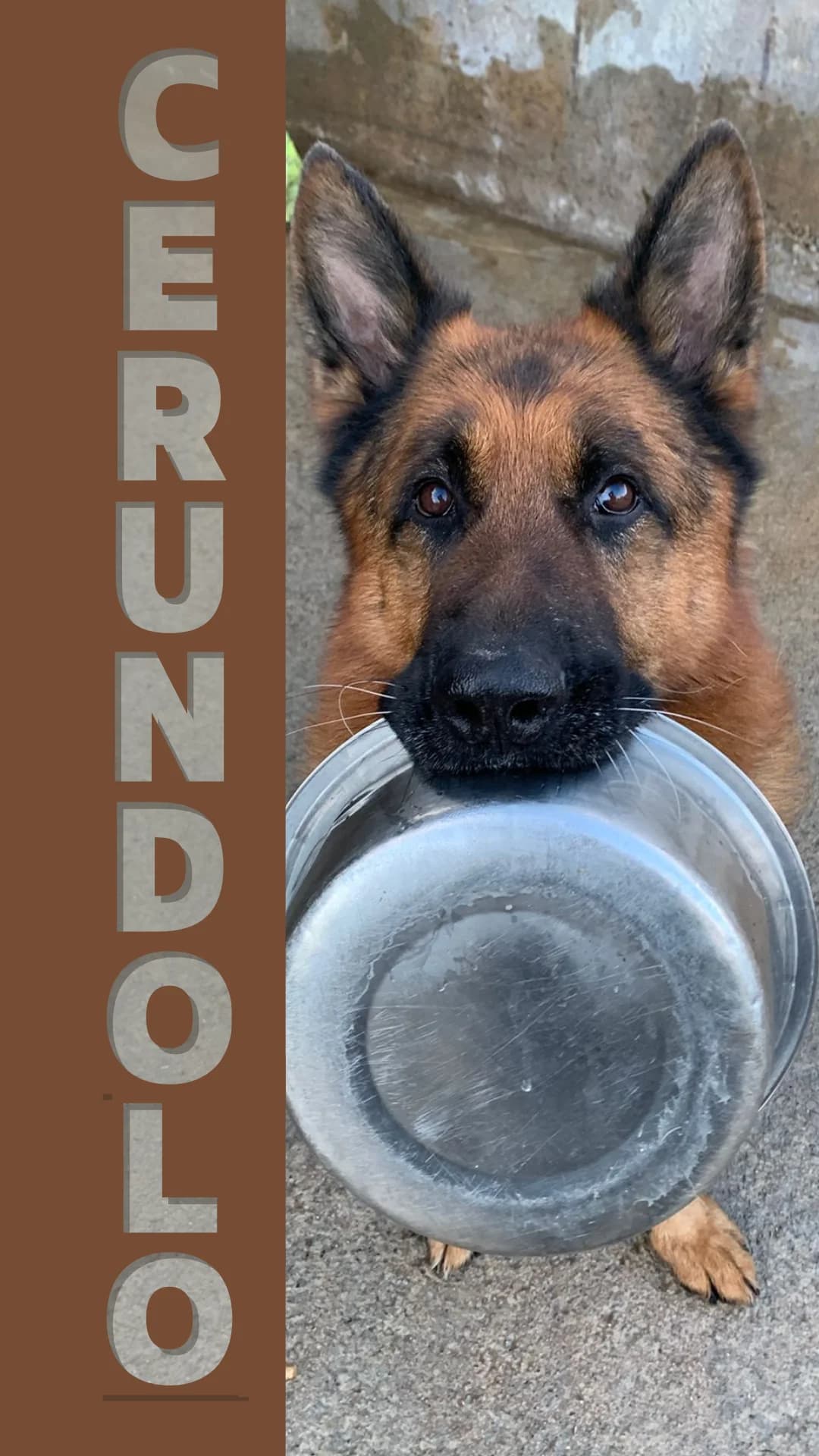 Cerundolo, Mixed Breed for adoption at Canile di Arzignano, Arzignano