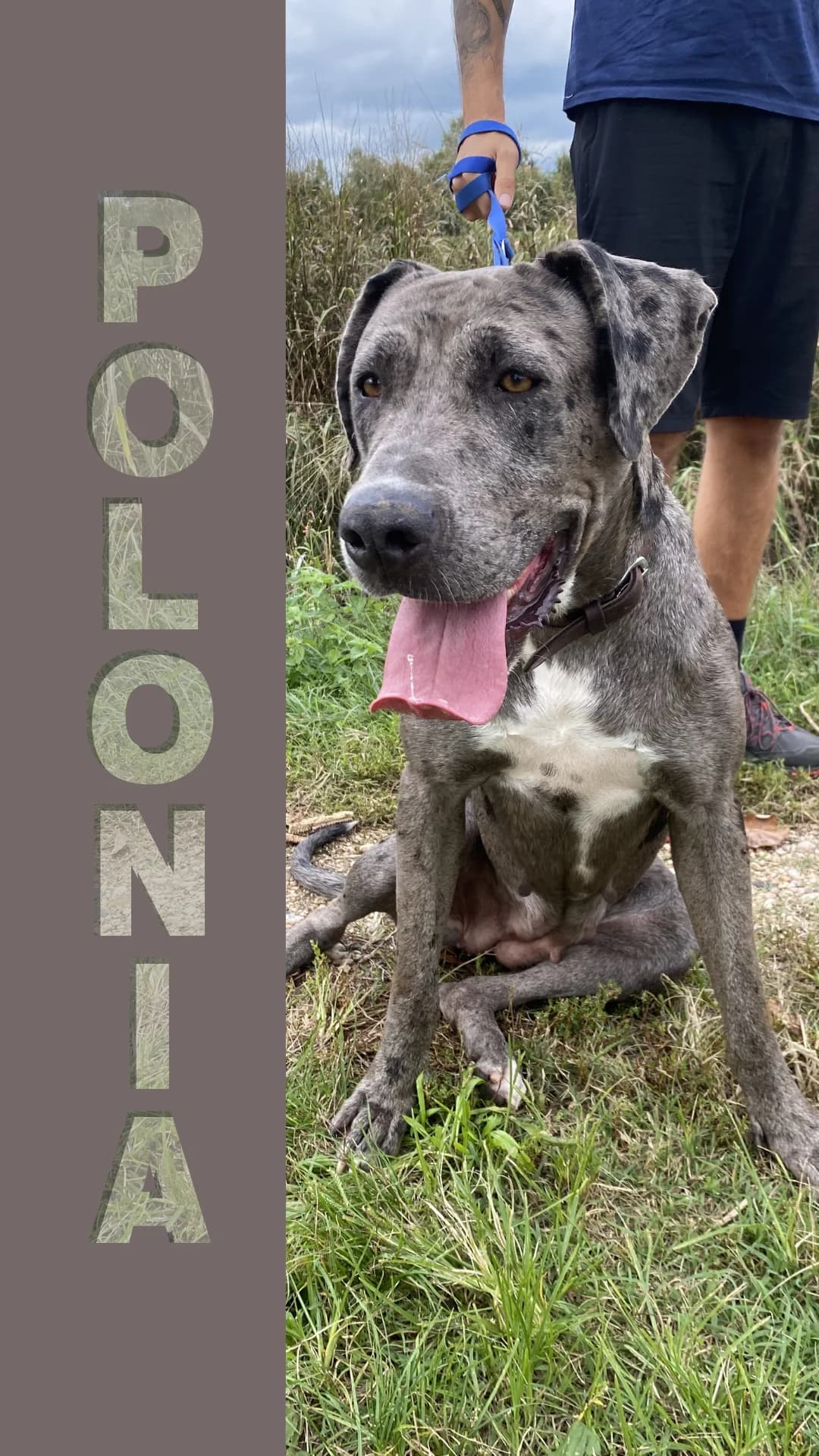 Pezio, Mixed Breed for adoption at Canile di Arzignano, Arzignano