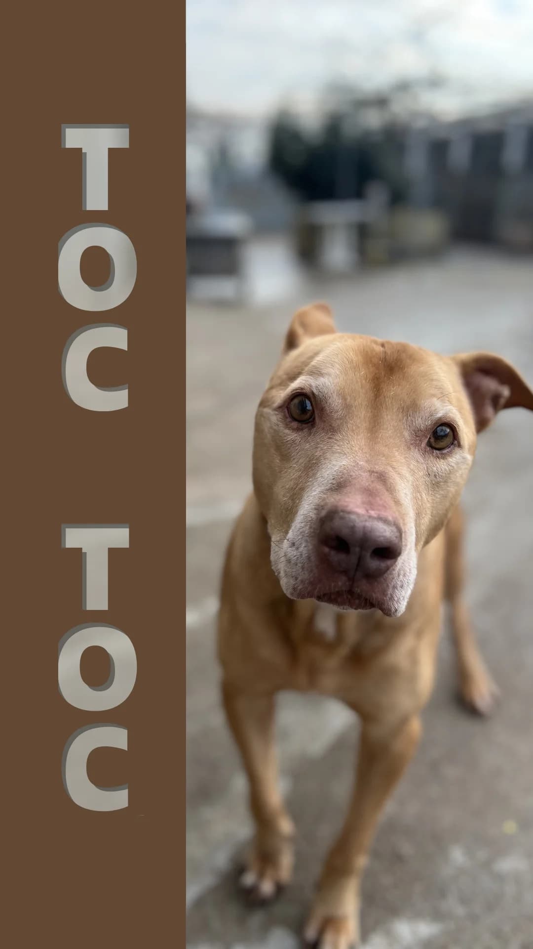 Toc Toc, Mixed Breed for adoption at Canile di Arzignano, Arzignano