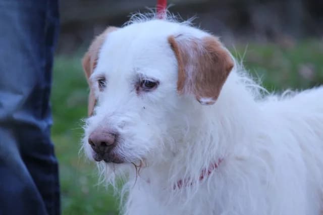 Ted, male mixed breed for adoption at ENPA Borgotaro - Canile di Tiedoli