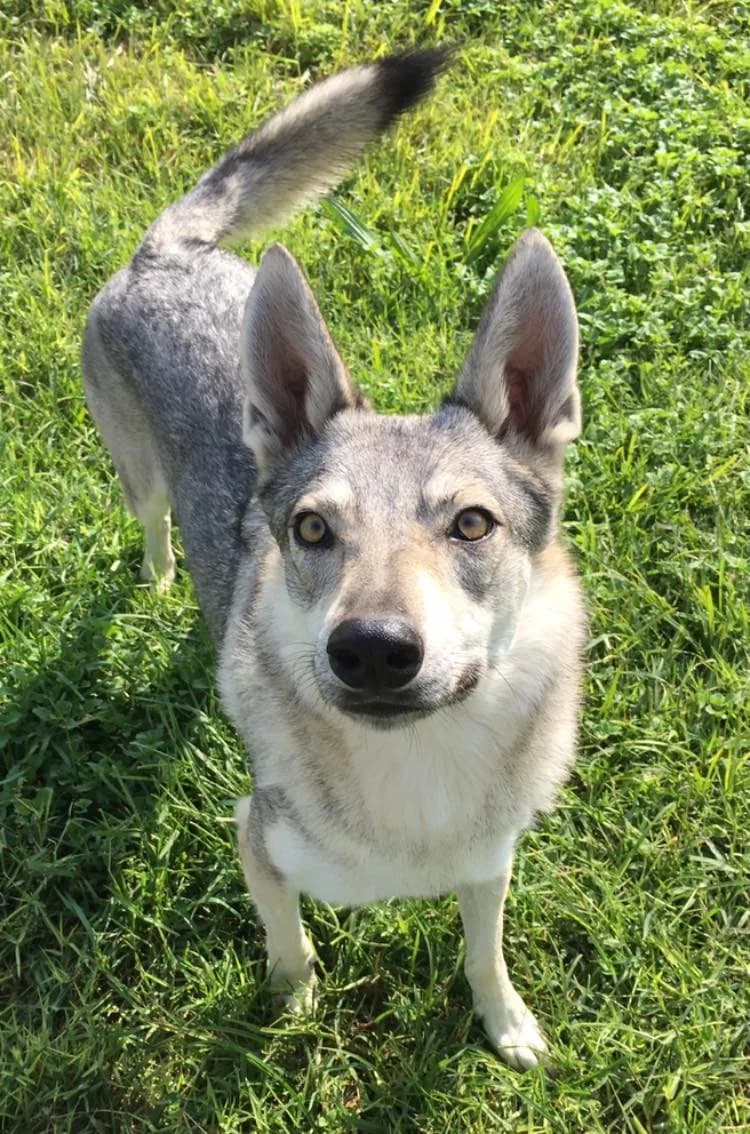 Anthea, female Mixed Breed for adoption at ENPA Mira — Il Rifugio del Cane (Venezia)