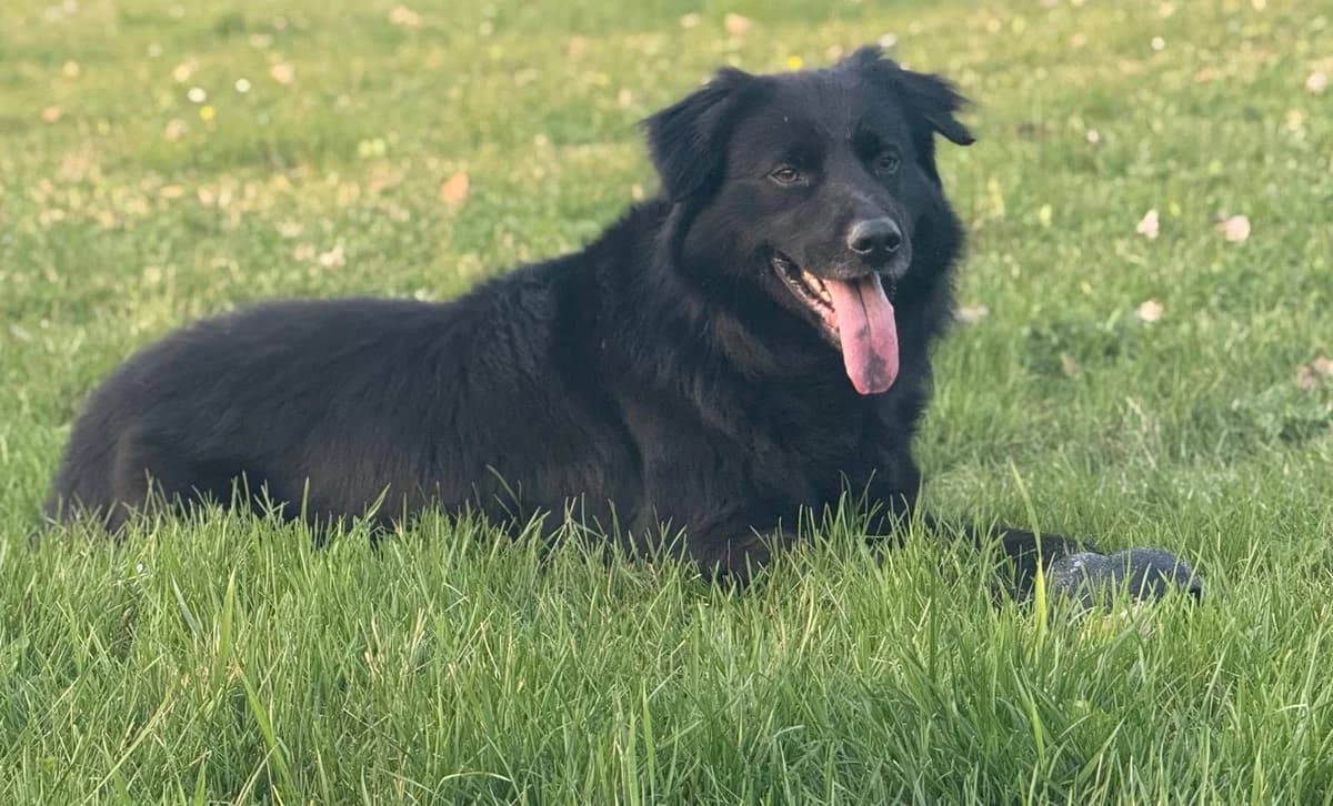 Axel, senior Mixed Breed for adoption at ENPA Mira — Il Rifugio del Cane (Venezia), Venezia VE