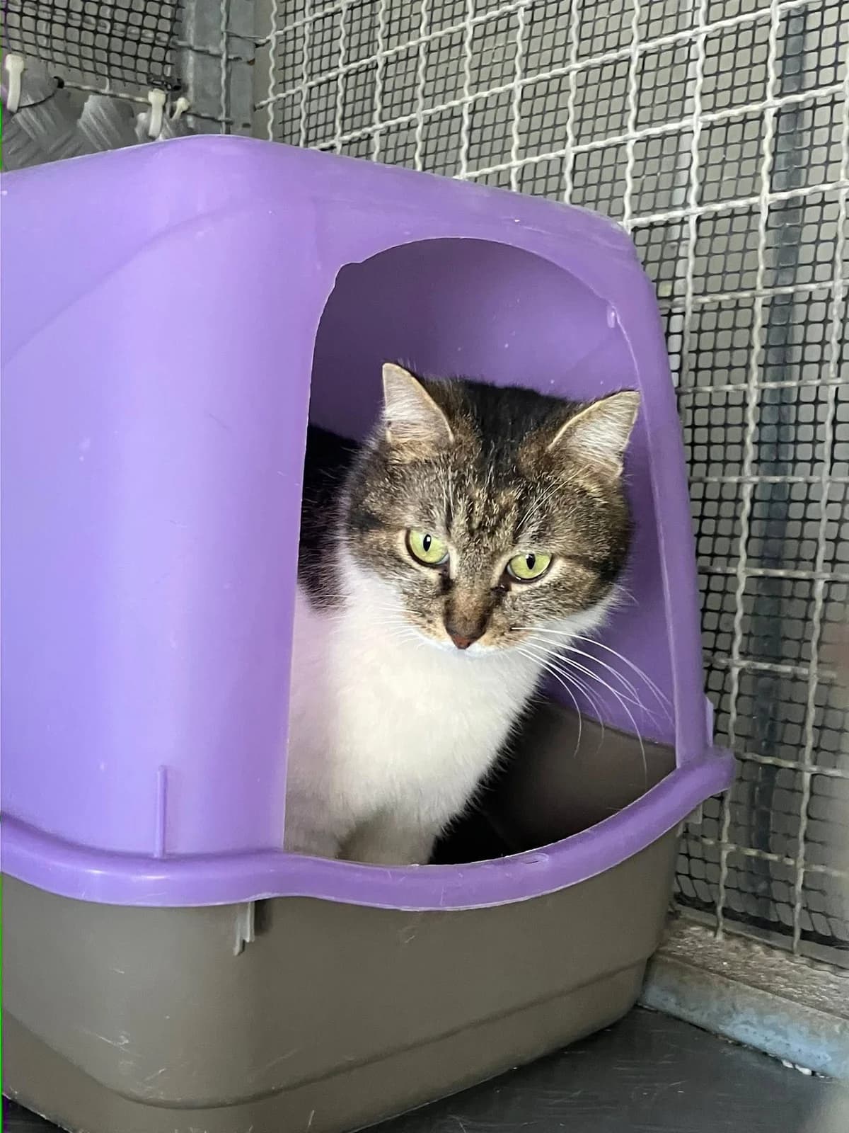 Bella, 3yo Mixed Breed for adoption at ENPA Mira — Il Rifugio del Cane (Venezia), Venezia VE