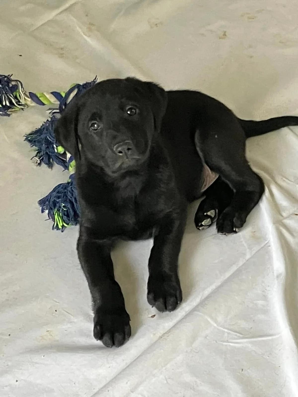 Dieci, Labrador Retriever for adoption at ENPA Mira — Il Rifugio del Cane (Venezia)