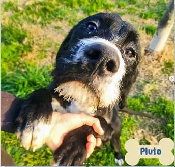 Dumbo, Mixed Breed for adoption at ENPA Mira — Il Rifugio del Cane (Venezia)