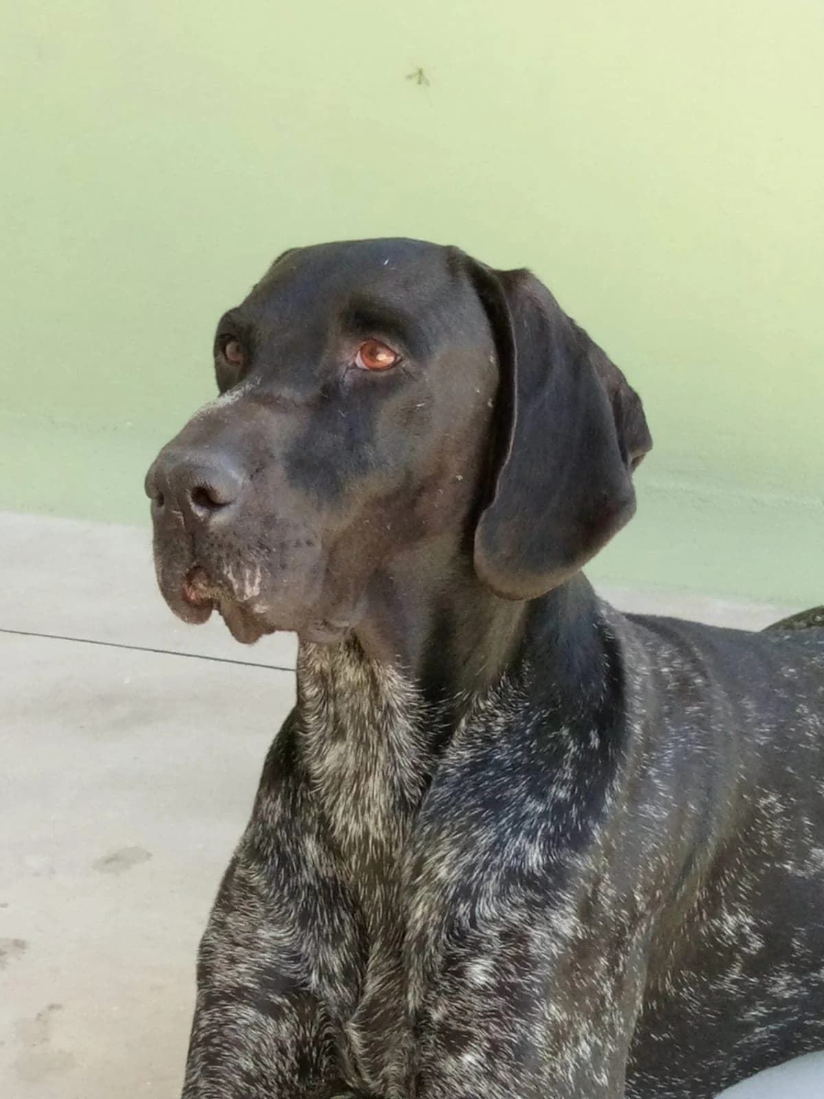 Faraone, Mixed Breed for adoption at ENPA Mira — Il Rifugio del Cane (Venezia)