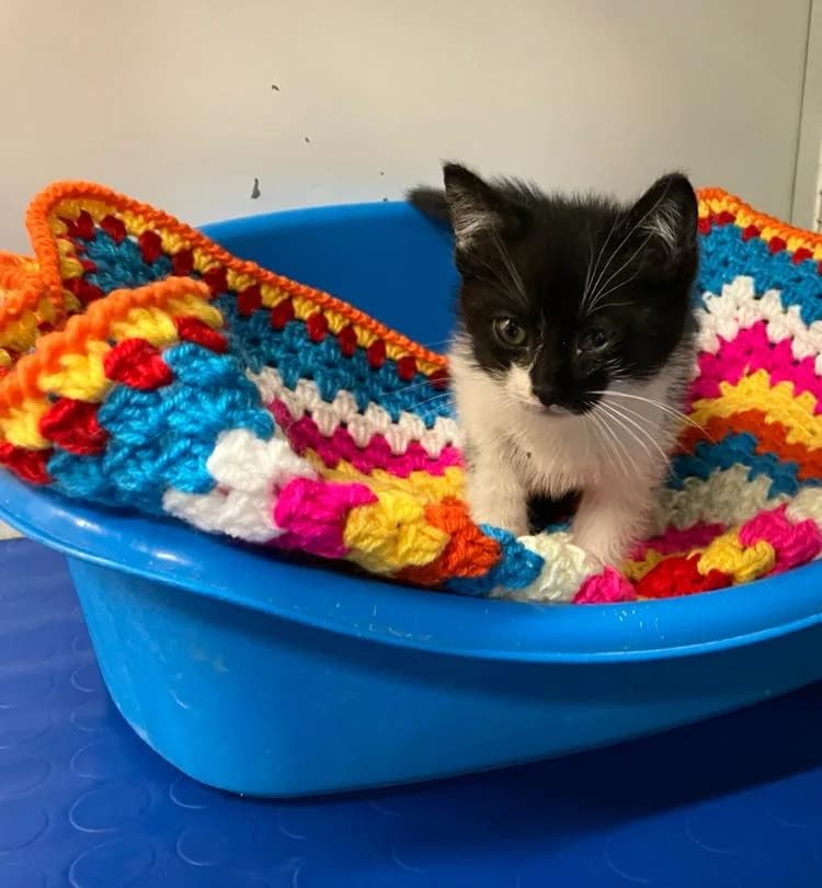 Giada, female Mixed Breed for adoption at ENPA Mira — Il Rifugio del Cane (Venezia)