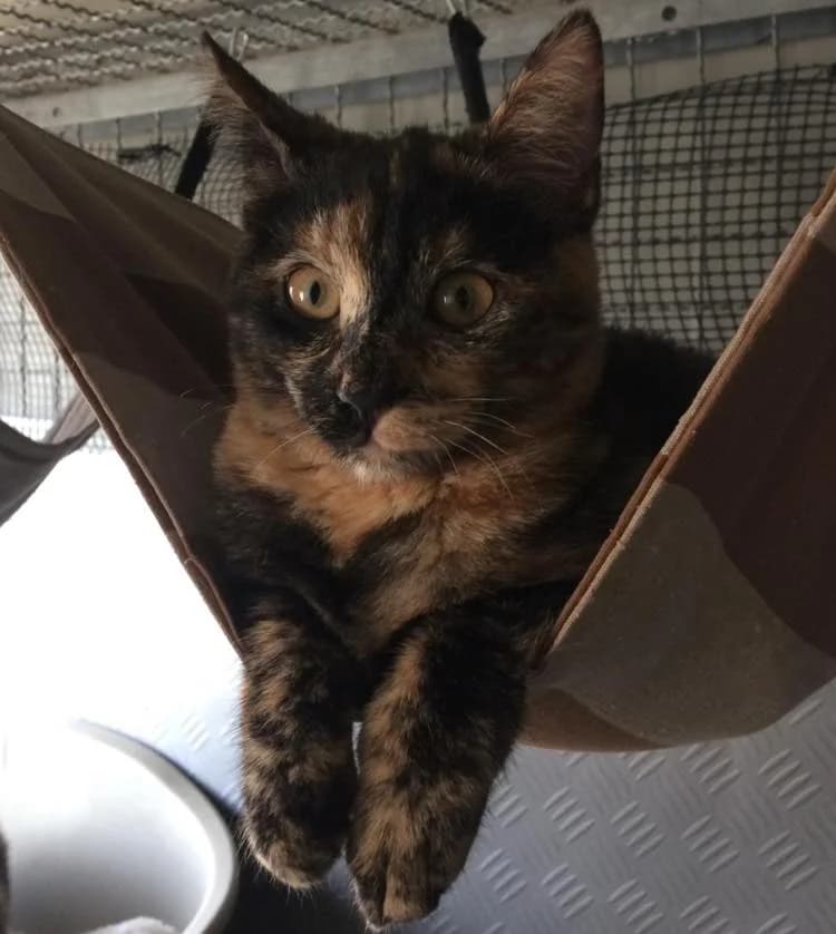 Gin, Mixed Breed for adoption at ENPA Mira — Il Rifugio del Cane (Venezia)