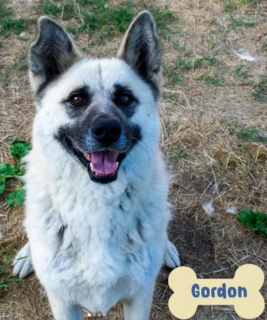 Gordon, male Mixed Breed for adoption at ENPA Mira — Il Rifugio del Cane (Venezia)