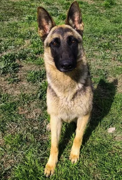 Grace, female German Shepherd for adoption at ENPA Mira — Il Rifugio del Cane (Venezia)