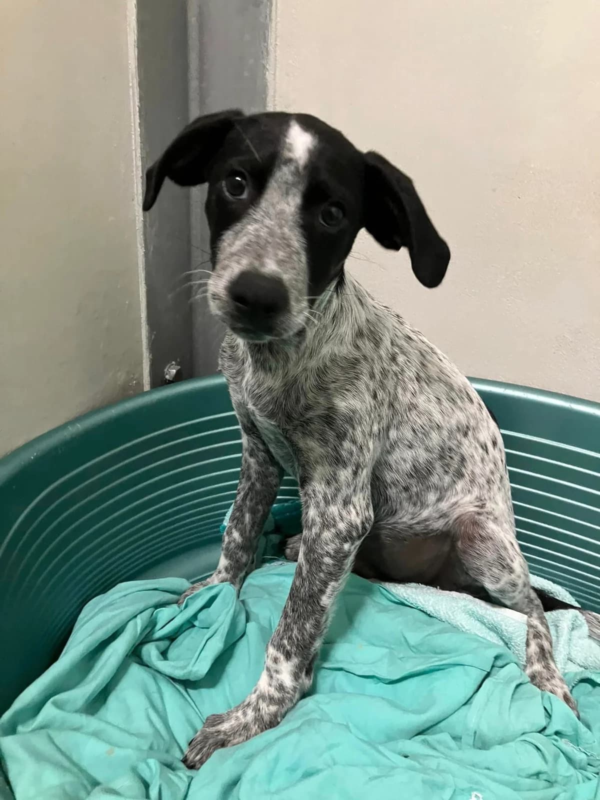 Hop, Mixed Breed for adoption at ENPA Mira — Il Rifugio del Cane (Venezia)