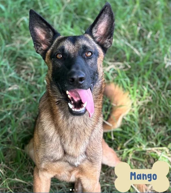 Mango, male Belgian Malinois for adoption at ENPA Mira — Il Rifugio del Cane (Venezia)