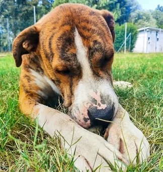 Mexico, male Mixed Breed for adoption at ENPA Mira — Il Rifugio del Cane (Venezia)