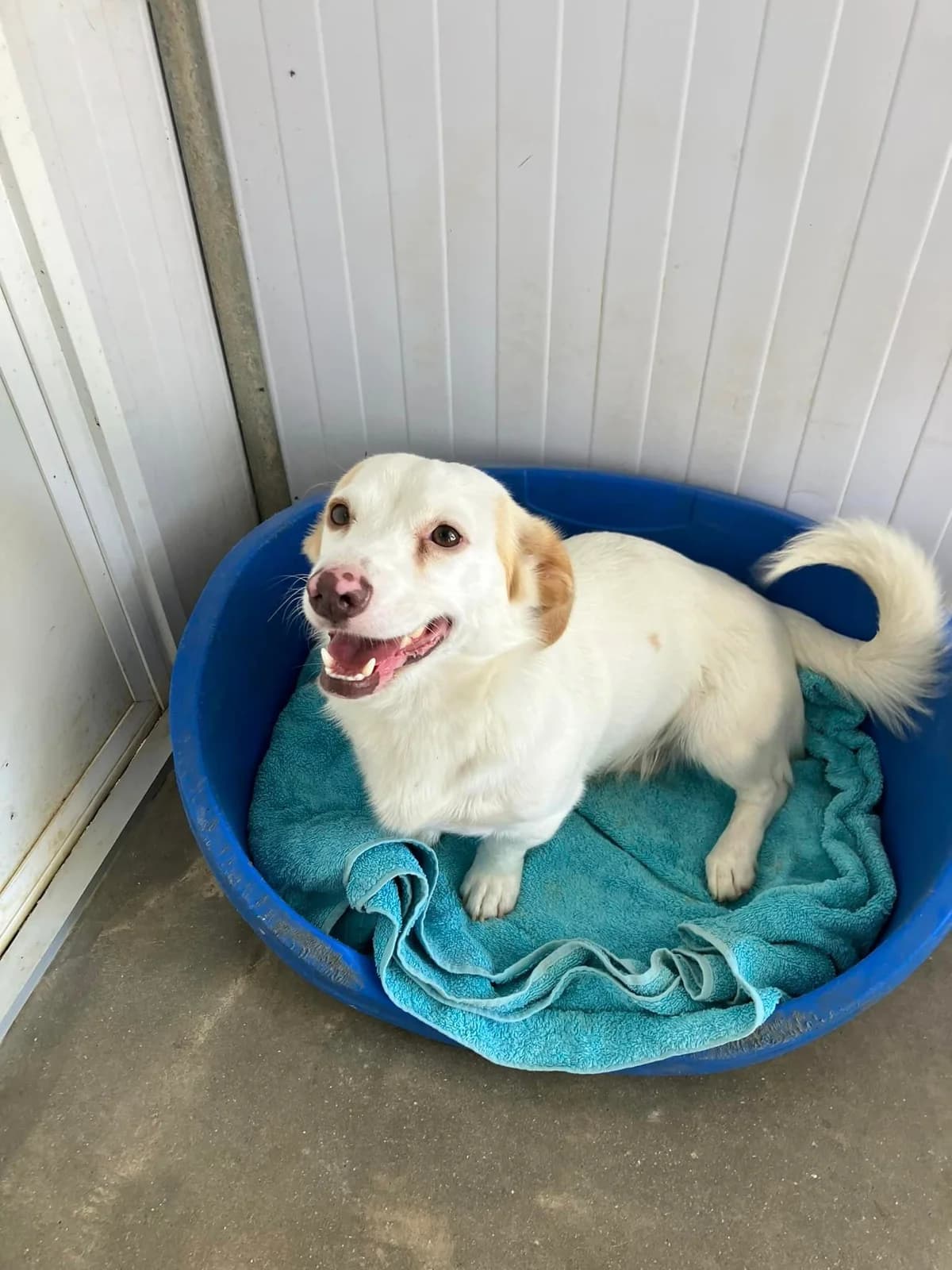 Olga, Mixed Breed for adoption at ENPA Mira — Il Rifugio del Cane (Venezia)