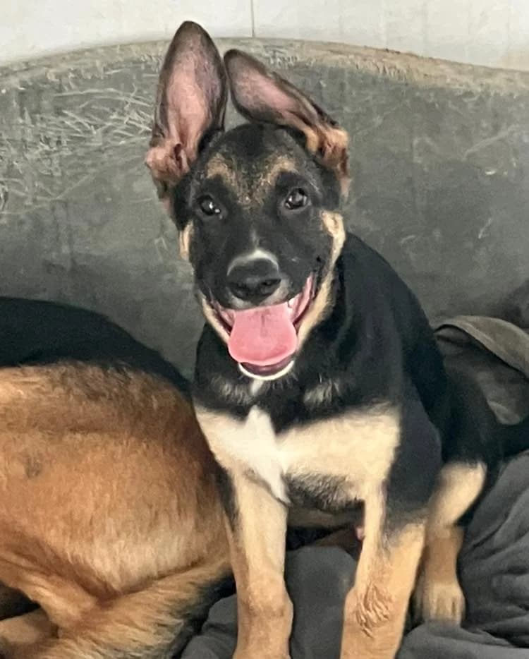 Raika, German Shepherd for adoption at ENPA Mira — Il Rifugio del Cane (Venezia)