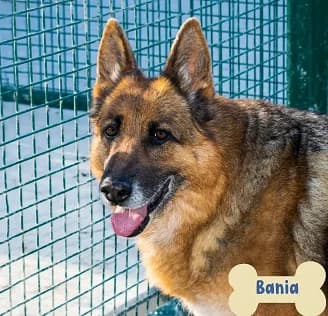 Rocco, German Shepherd for adoption at ENPA Mira — Il Rifugio del Cane (Venezia)