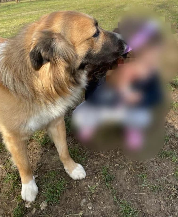 Sacha, Mixed Breed for adoption at ENPA Mira — Il Rifugio del Cane (Venezia)