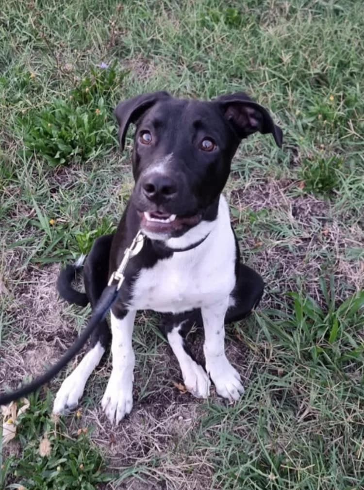 Sakura, Mixed Breed for adoption at ENPA Mira — Il Rifugio del Cane (Venezia)