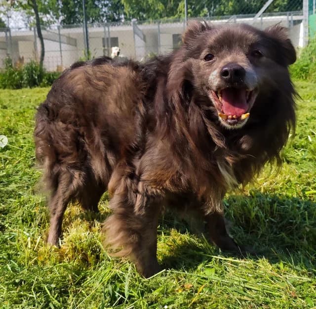 Semola, male Mixed Breed for adoption at ENPA Mira — Il Rifugio del Cane (Venezia)