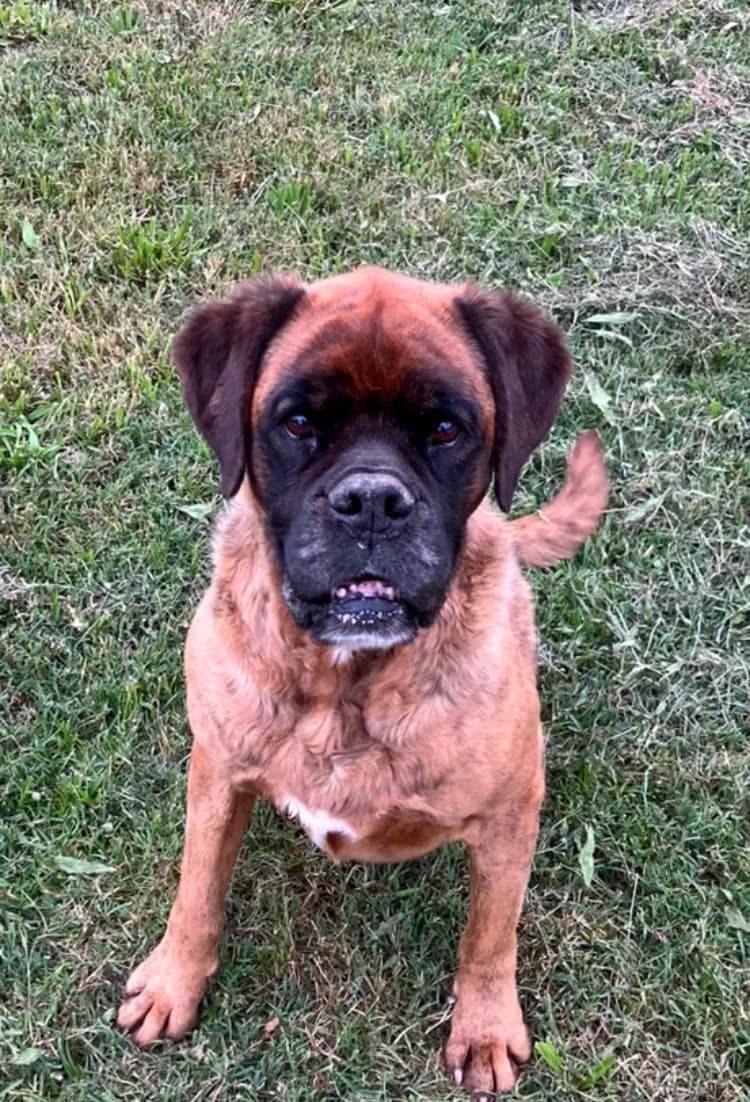 Spice, 5yo mixed breed for adoption at ENPA Mira — Il Rifugio del Cane (Venezia), Venezia VE