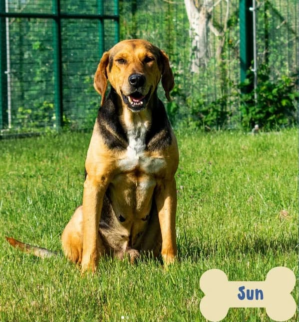 Sun, male Mixed Breed for adoption at ENPA Mira — Il Rifugio del Cane (Venezia)