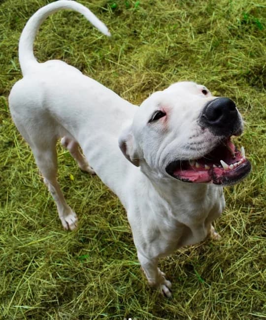 Yvonne, female Mixed Breed for adoption at ENPA Mira — Il Rifugio del Cane (Venezia)