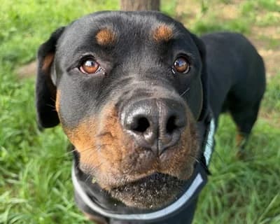 Shirley, male young Mixed Breed for adoption at ENPA Monza e Brianza, Monza