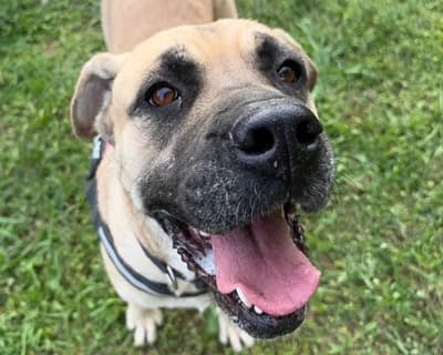 Coxinha – Adottabile anche a distanza, female 3yo Mixed Breed for adoption at ENPA Monza e Brianza, Monza