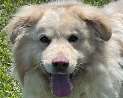 Morpheus, male 5yo Mixed Breed for adoption at ENPA Monza e Brianza, Monza