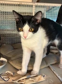 Jamaica, female puppy Mixed Breed for adoption at ENPA Monza e Brianza, Monza