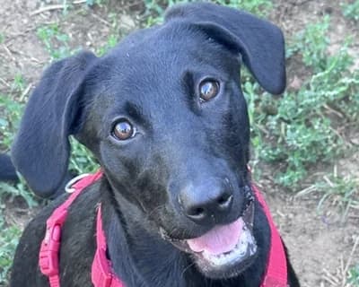 Vaiana, female puppy Mixed Breed for adoption at ENPA Monza e Brianza, Monza