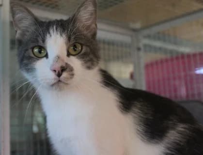 Taffo, male young Mixed Breed for adoption at ENPA Monza e Brianza, Monza