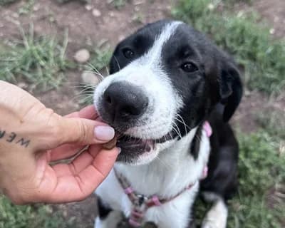 Aura, female puppy Mixed Breed for adoption at ENPA Monza e Brianza, Monza